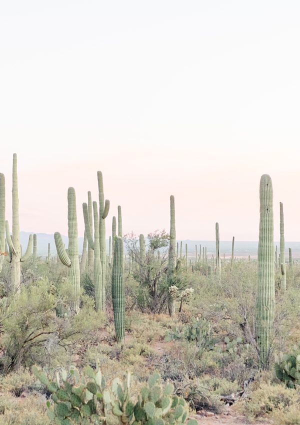 Spring Arizona Family Vacation | Saguaro NP, Sedona, Alabama Hills