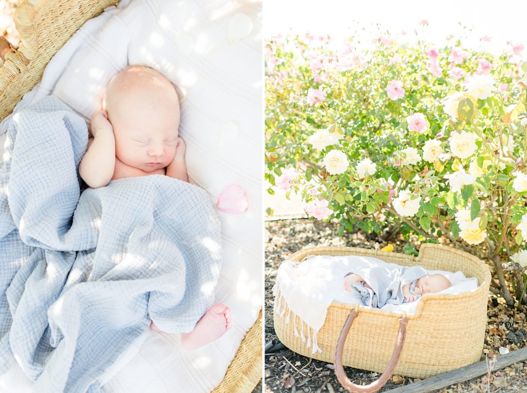 Rose Garden Lifestyle Newborn Session