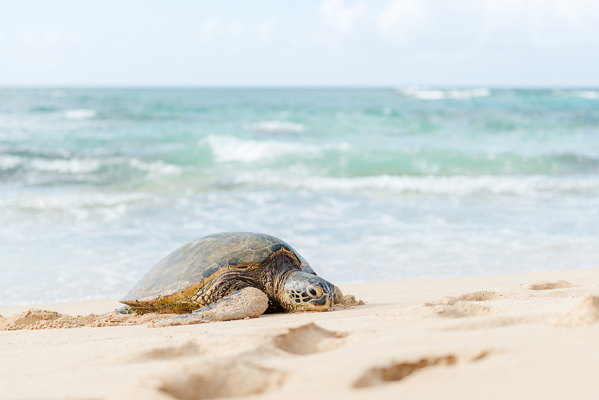 Oahu Family Vacation + Ohana Festival, LA Shelepova Photography
