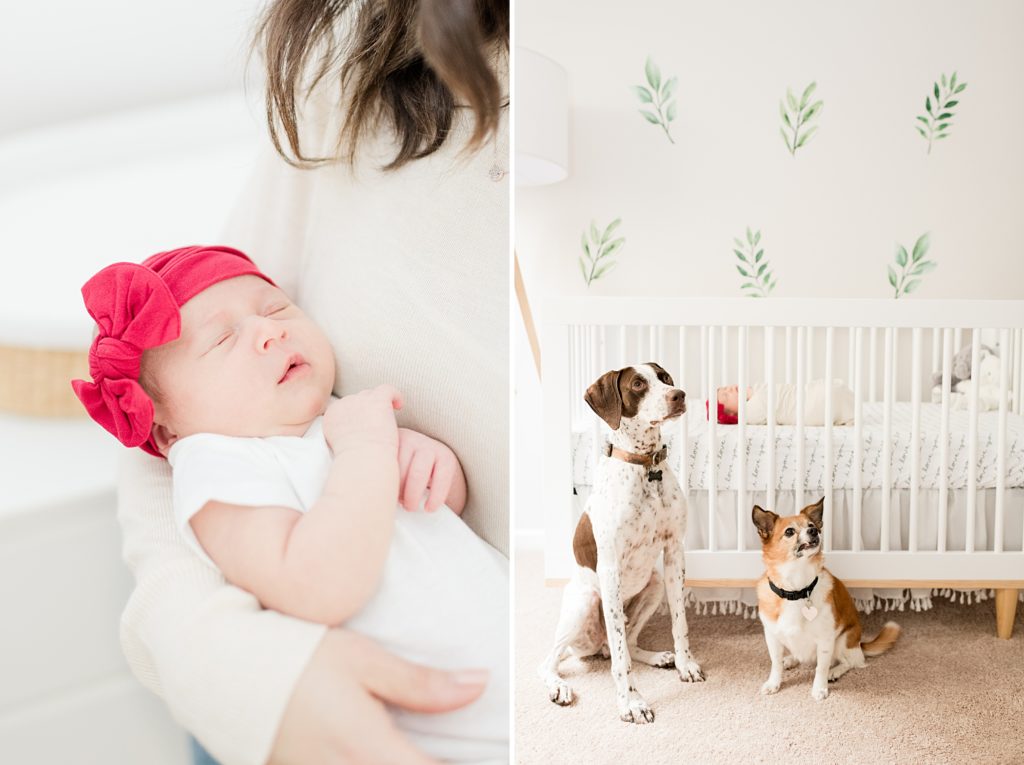 Christmas newborn photography