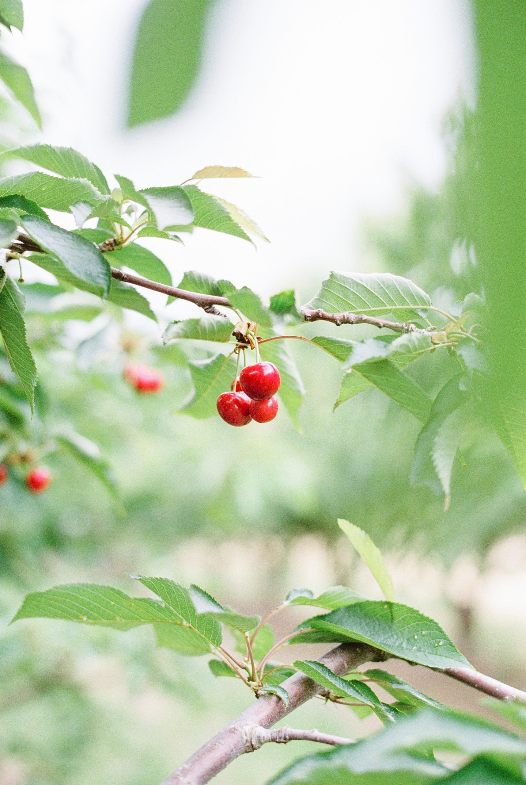 Bay Area film photography u-pick cherries orchard