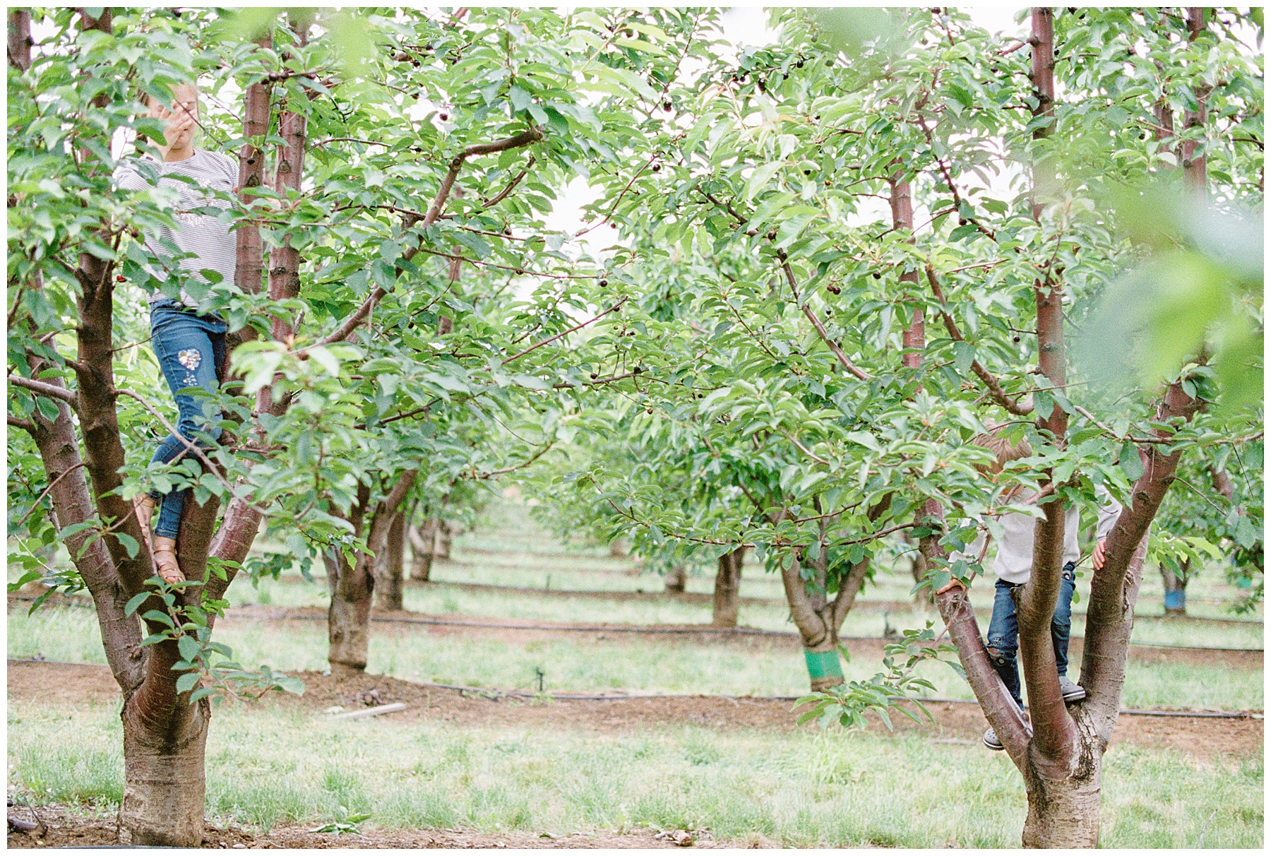 Bay Area film photography u-pick cherries orchard