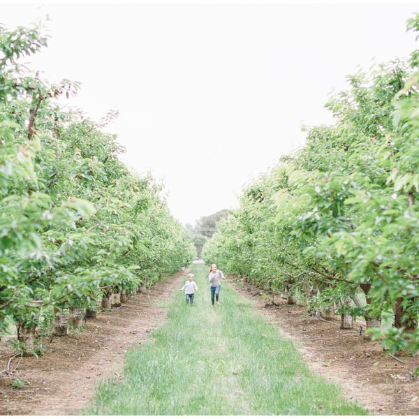 Bay Area film photography u-pick cherries orchard