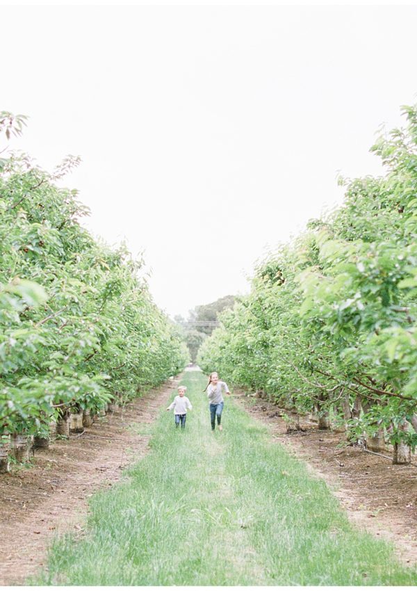 Bay Area film photography u-pick cherries orchard