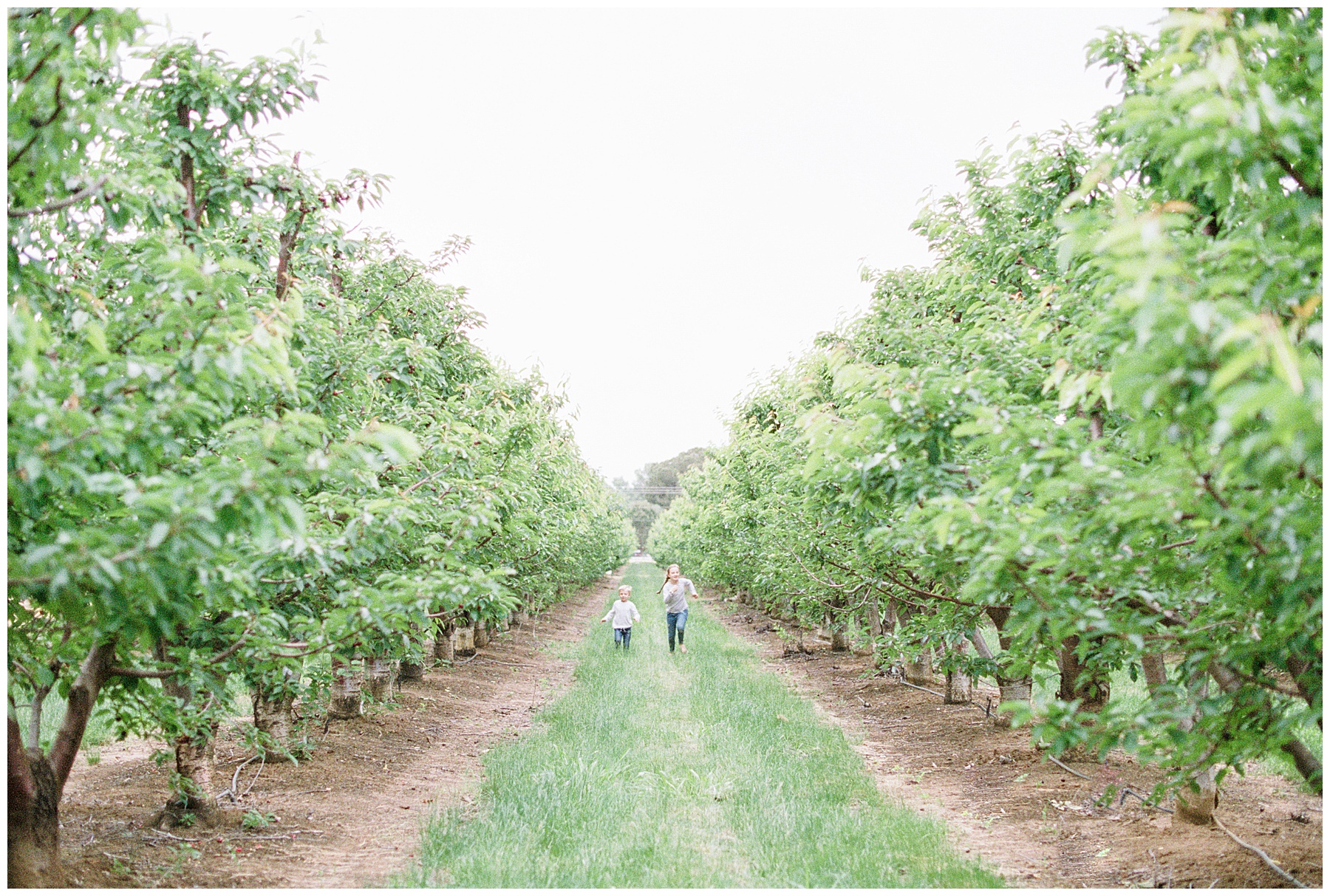 Bay Area film photography u-pick cherries orchard