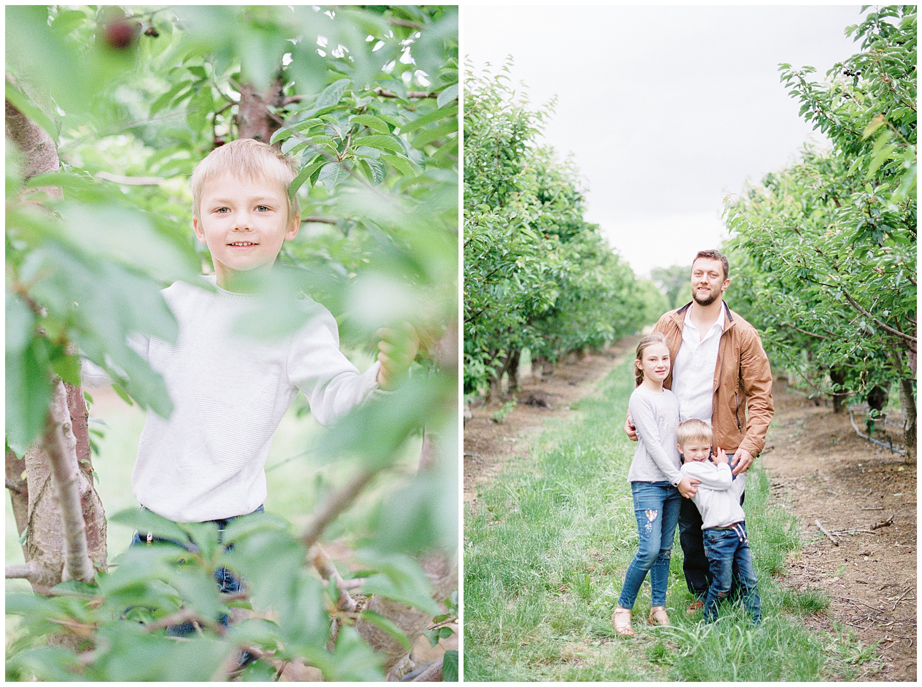 Bay Area film photography u-pick cherries orchard