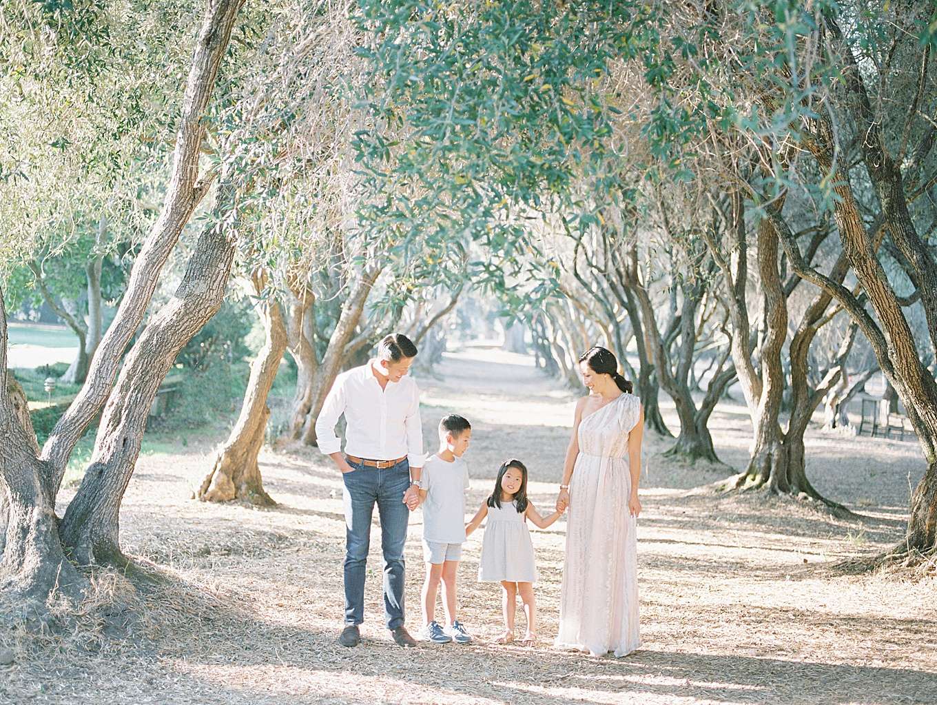 Olive Orchard Family Session