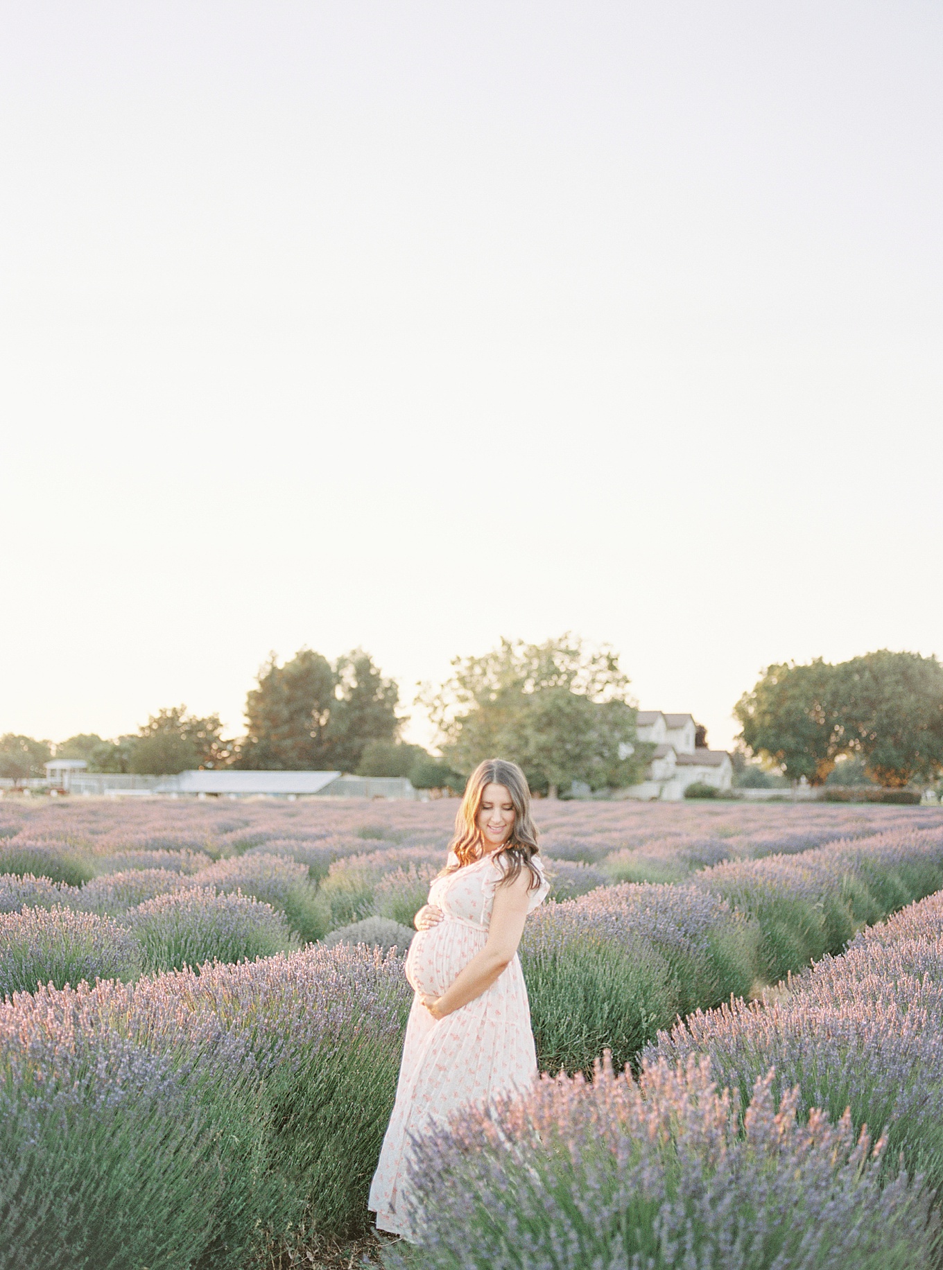 Bay Area Lavender Field Maternity Photography