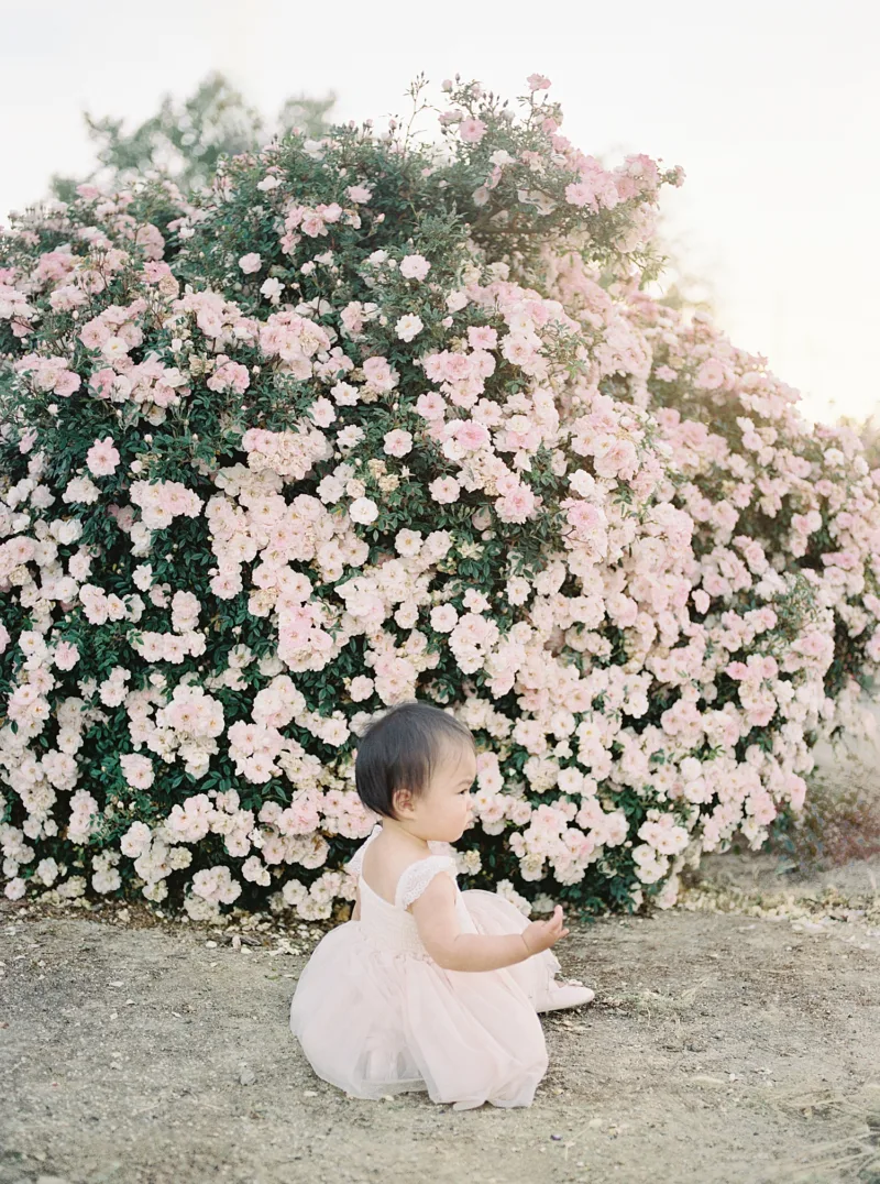 San Jose Rose garden family photoshoot